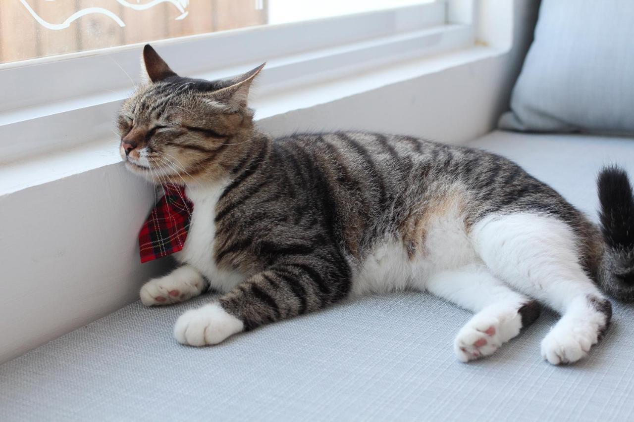 Bed and Breakfast Cat At Greece Нанвань Екстер'єр фото